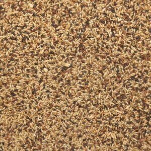 Baden Canary Seeds