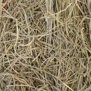 Orchard Grass For Finch Nest